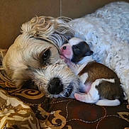 Poppy is registered to the contest to win money with this photo: dog, puppy, mother_dog, newborn_puppy, sleeping, cuddling, fur, nose, whiskers, blanket, quilt, patterned_fabric, cardboard_box, cozy, close_up, portrait, indoor, paw, eye, snout