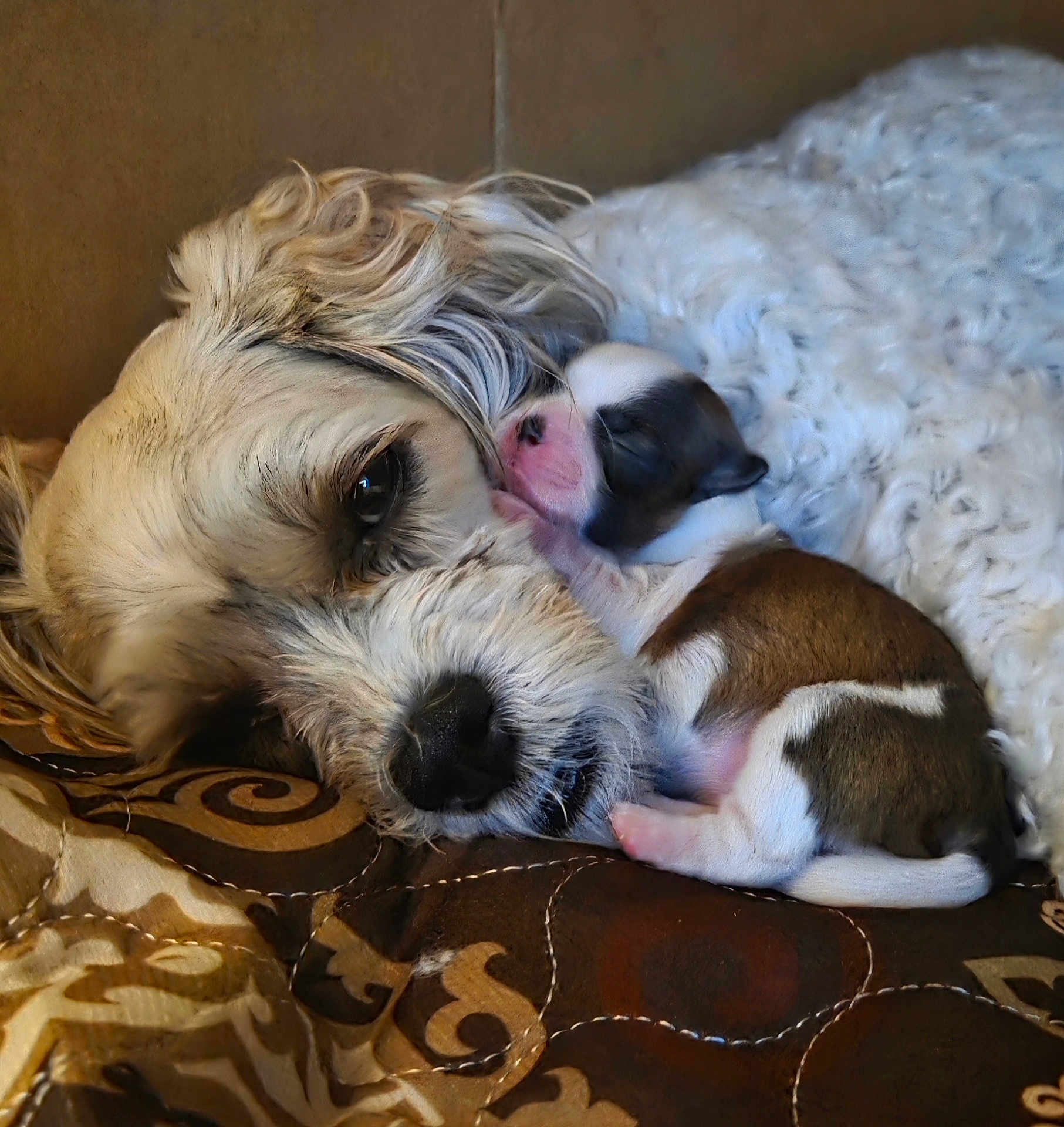 Poppy is registered to the contest to win money with this photo: dog, puppy, mother_dog, newborn_puppy, sleeping, cuddling, fur, nose, whiskers, blanket, quilt, patterned_fabric, cardboard_box, cozy, close_up, portrait, indoor, paw, eye, snout
