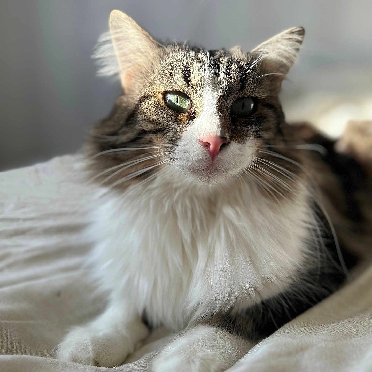 Tora a rejoint le concours — aidez-le/la à gagner de superbes lots ! abyssinian, angora, animal, blanket, cat, kitten, manx, pet, siamese, white