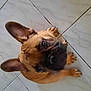 dog, puppy, french_bulldog, pet, animal, ears, floor, tile, looking_up, brown, cute, canine, domestic_animal, young, indoor, paw, snout, nail, fur, companion