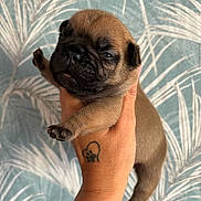 Valentin a rejoint le concours — aidez-le/la à gagner de superbes lots ! puppy, dog, pug, hand, tattoo, paw_print, heart, cute, sleepy, wrinkled_face, animal, pet, small, brown, furry, background, pattern, leaf, holding, indoor