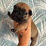 puppy, dog, pug, hand, tattoo, paw_print, heart, cute, sleepy, wrinkled_face, animal, pet, small, brown, furry, background, pattern, leaf, holding, indoor