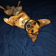 Kyle joined the competition — help win amazing prizes! accessories, animal, beagle, bed, bedroom, blanket, canine, chihuahua, couch, dog, furniture, germanshepherd, hound, indoors, pet, puppy, room, sphere, strap, wood