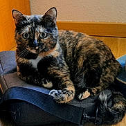 Pepsy a rejoint le concours — aidez-le/la à gagner de superbes lots ! cat, tortoiseshell, indoor, pet, feline, bag, wooden_floor, curious, animal, domestic_cat, resting, whiskers, ears, tail, wide_eyes, fur, closeup, cozy, home, floor