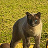 Kipouik participe au concours pour gagner de l'argent avec cette photo : cat, siamese_cat, blue_eyes, feline, animal, outdoor, grass, sunlight, yellow_metal, nature, pet, whiskers, fur, alert, standing, closeup, mammal, portrait, daylight, curious