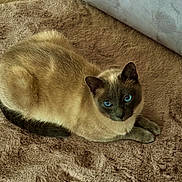 Kipouik a rejoint le concours — aidez-le/la à gagner de superbes lots ! cat, siamese_cat, blue_eyes, pet, animal, feline, fur, indoor, carpet, rug, sofa, resting, laying_down, cozy, domestic_animal, cute, whiskers, ears, paws, looking_up