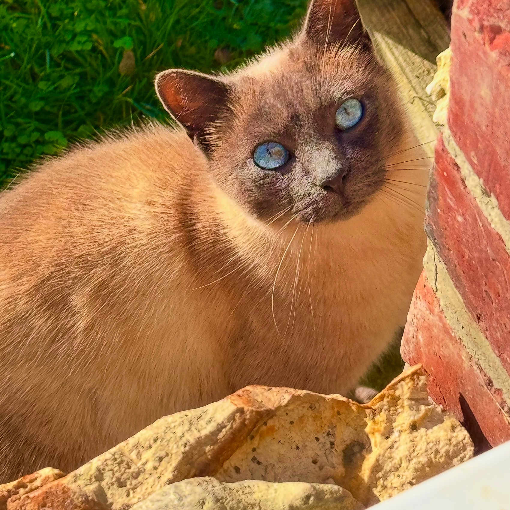 Kipouik participe au concours pour gagner de l'argent avec cette photo : cat, siamese_cat, blue_eyes, fur, whiskers, brick_wall, stone, outdoor, grass, sunlight, curious, pet, animal, mammal, closeup, nature, daylight, looking, head, ears