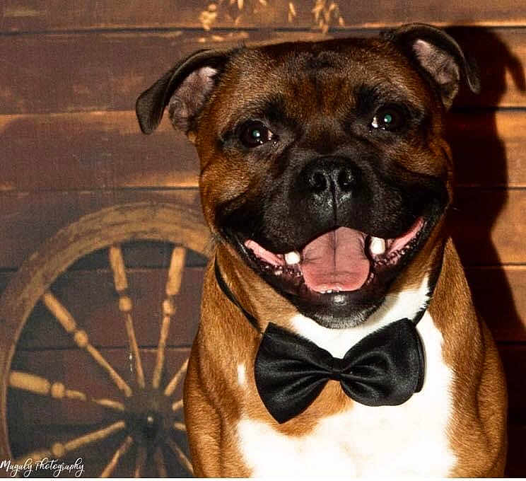 Only One participe au concours pour gagner de l'argent avec cette photo : dog, smiling, bow_tie, portrait, brown, black, white, pet, canine, happy, close_up, indoor, wooden_background, wagon_wheel, animal, cute, friendly, fur, ears, teeth