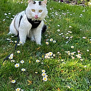 Minnete participe au concours pour gagner de l'argent avec cette photo : animal, cat, cute, daisies, flowers, fluffy, garden, grass, greenery, harness, leash, nature, outdoor, pet, playful, sitting, spring, tongue_out, white_cat, yellow_eyes