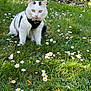 animal, cat, cute, daisies, flowers, fluffy, garden, grass, greenery, harness, leash, nature, outdoor, pet, playful, sitting, spring, tongue_out, white_cat, yellow_eyes