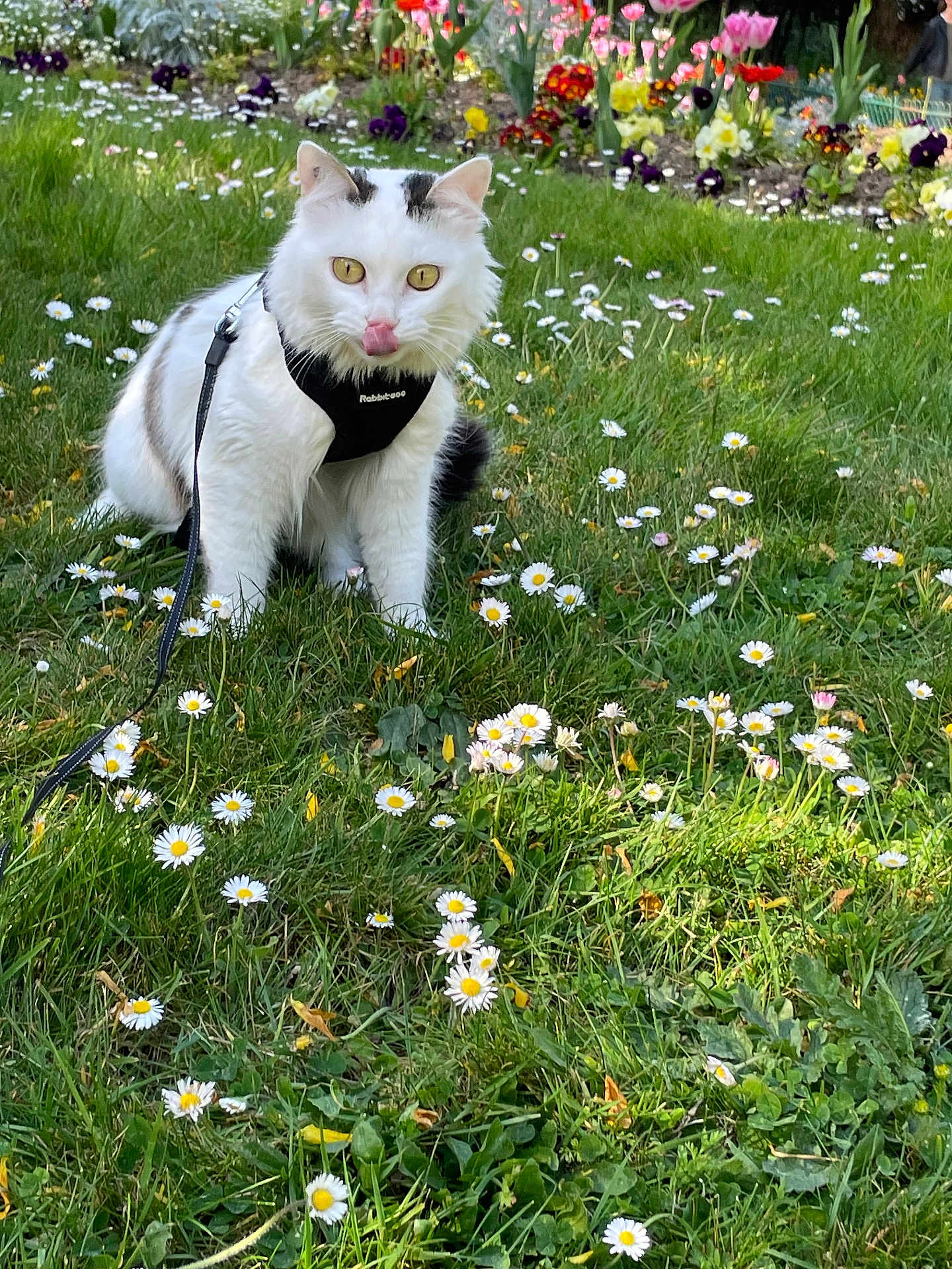 Minnete participe au concours pour gagner de l'argent avec cette photo : animal, cat, cute, daisies, flowers, fluffy, garden, grass, greenery, harness, leash, nature, outdoor, pet, playful, sitting, spring, tongue_out, white_cat, yellow_eyes