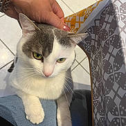 Marius a rejoint le concours — aidez-le/la à gagner de superbes lots ! cat, gray_and_white, pet, indoor, hand, lap, tiled_floor, patterned_fabric, green_eyes, whiskers, paws, scratching, person, nail_polish, bracelet, comfort, affection, close_up, domestic, calm