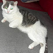 Moumous participe au concours pour gagner de l'argent avec cette photo : cat, tabby, pet, indoor, sofa, cushion, pillow, white_fur, gray_fur, green_eyes, reclining, paw, tail, whiskers, close_up, flash_reflection, cozy, home, relaxed, feline