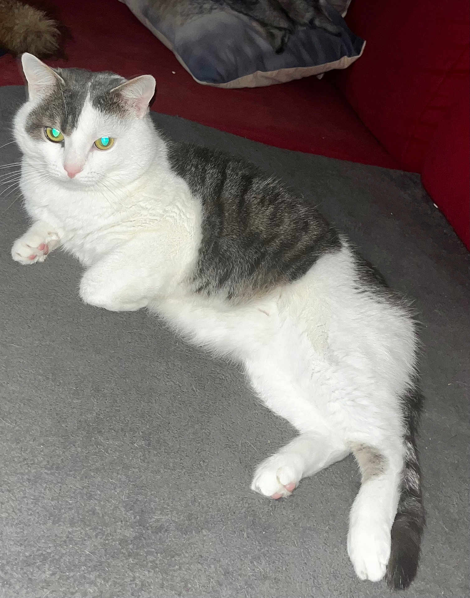 Moumous participe au concours pour gagner de l'argent avec cette photo : cat, tabby, pet, indoor, sofa, cushion, pillow, white_fur, gray_fur, green_eyes, reclining, paw, tail, whiskers, close_up, flash_reflection, cozy, home, relaxed, feline