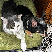 Manouska participe au concours pour gagner de l'argent avec cette photo : cat, dog, pet, cuddle, bed, crate, cage, indoor, closeup, white_fur, black_fur, mixed_color, paw, whiskers, collar, cozy, relaxing, floor, furniture, sleeping