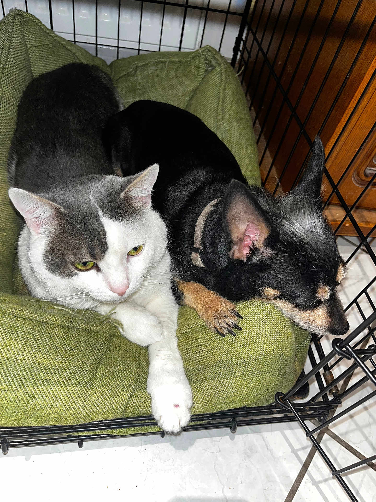 Manouska participe au concours pour gagner de l'argent avec cette photo : cat, dog, pet, cuddle, bed, crate, cage, indoor, closeup, white_fur, black_fur, mixed_color, paw, whiskers, collar, cozy, relaxing, floor, furniture, sleeping