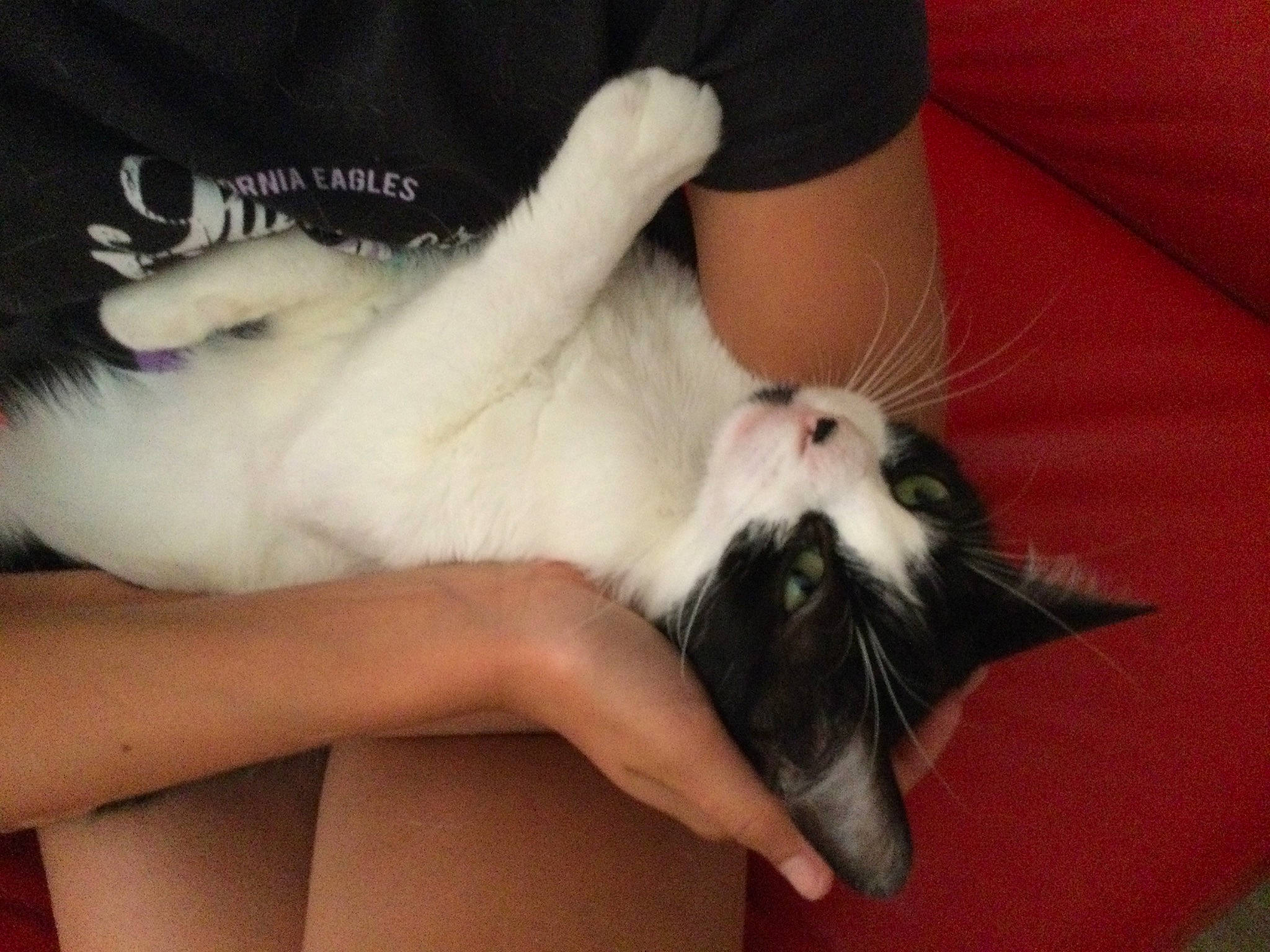 Domino participe au concours pour gagner de l'argent avec cette photo : carnivore, cat, comfort, companion_dog, dog_breed, fawn, felidae, ferret, foot, fur, guinea_pig, hamster, lap, mustelidae, nail, rat, rodent, small_to_medium_sized_cats, snout, whiskers