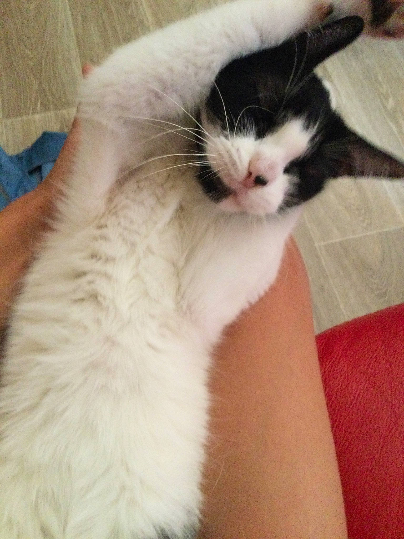 Domino a rejoint le concours — aidez-le/la à gagner de superbes lots ! balinese, carnivore, cat, claw, comfort, domestic_short_haired_cat, fawn, felidae, fur, gesture, nail, nap, paw, small_to_medium_sized_cats, snout, tail, whiskers