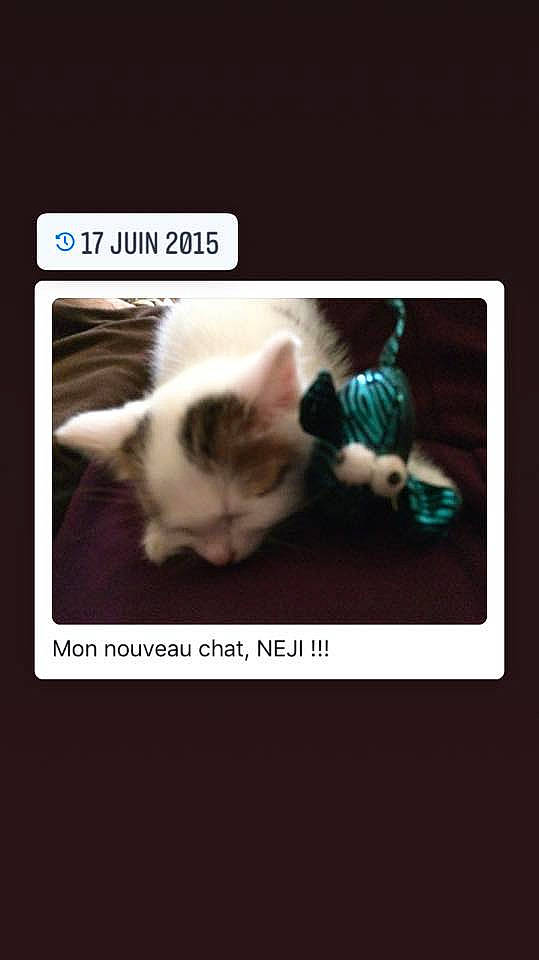 Néji participe au concours pour gagner de l'argent avec cette photo : carnivore, cat, felidae, font, fur, internet_meme, organism, paw, photo_caption, siamese, small_to_medium_sized_cats, terrestrial_animal, whiskers