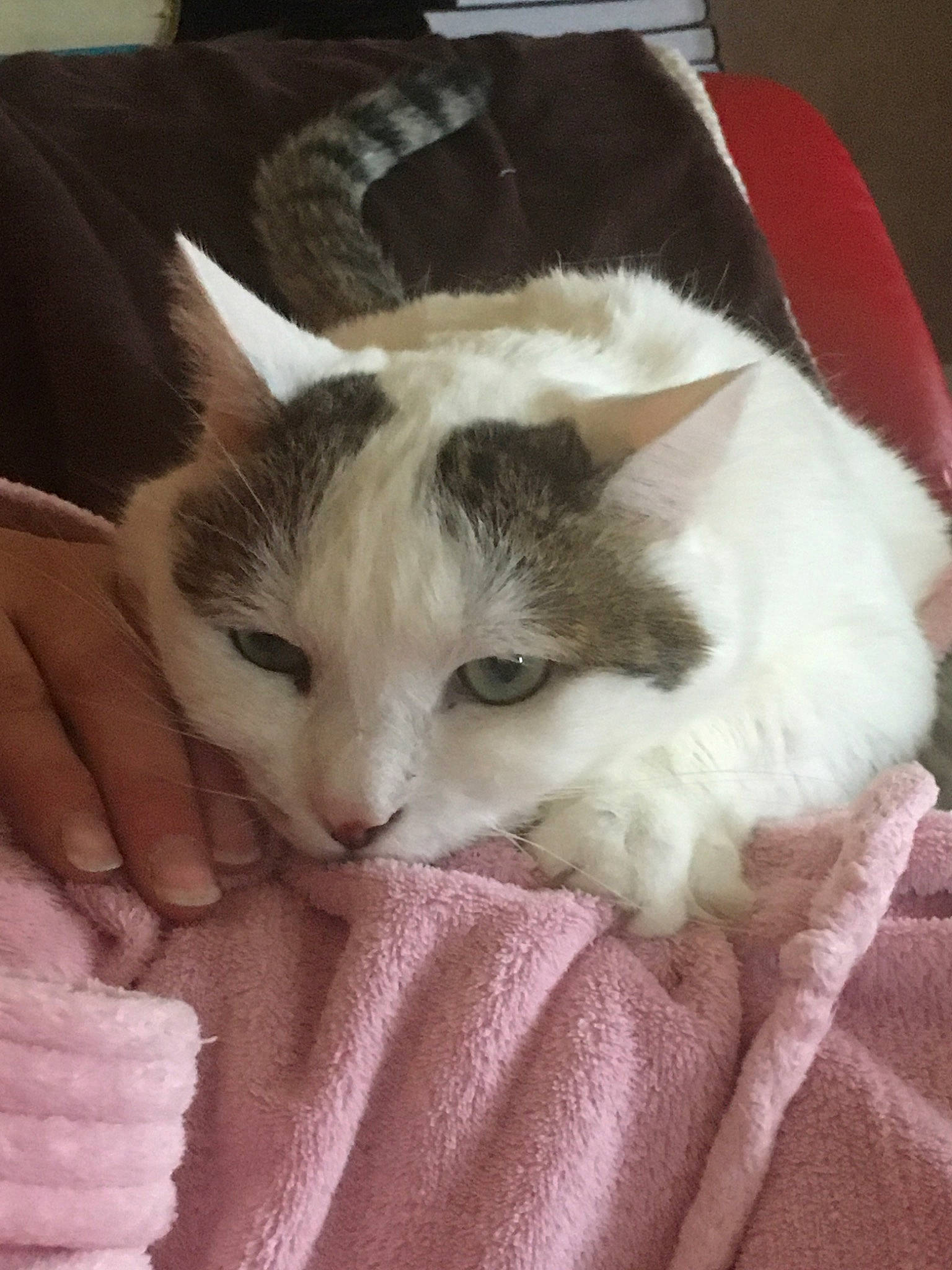 Néji participe au concours pour gagner de l'argent avec cette photo : carnivore, cat, claw, comfort, domestic_short_haired_cat, fawn, felidae, fur, lap, linens, nail, nap, paw, sleep, small_to_medium_sized_cats, tail, whiskers