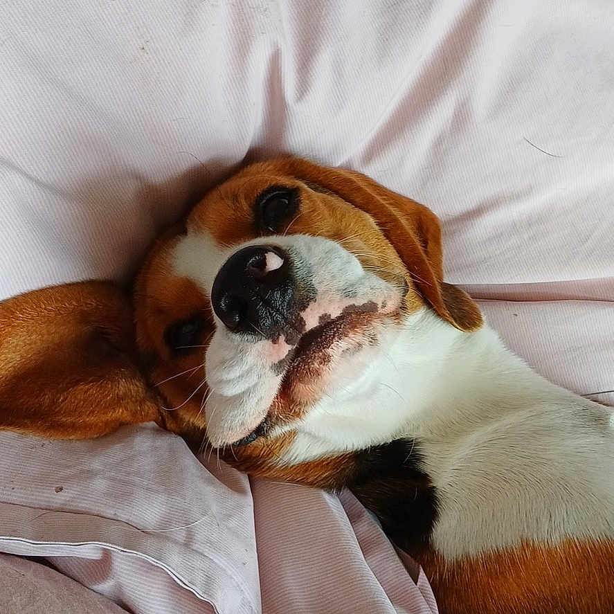Vico participe au concours pour gagner de l'argent avec cette photo : animal, beagle, bed, black_fur, brown_fur, close_up, cute, dog, ears, fabric, face, indoor, lying_down, nose, pet, portrait, relaxed, resting, sheet, white_fur