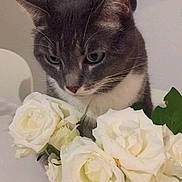 Guizou a rejoint le concours — aidez-le/la à gagner de superbes lots ! cat, gray_cat, white_cat, flower, white_rose, vase, table, indoor, stocking, holiday, christmas, decor, plant, pet, feline, closeup, curious, soft_light, background, cozy