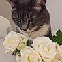 cat, gray_cat, white_cat, flower, white_rose, vase, table, indoor, stocking, holiday, christmas, decor, plant, pet, feline, closeup, curious, soft_light, background, cozy