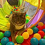 animal, blue_balls, cat, close_up, colorful_balls, cute, feline, gray_cat, green_balls, indoor, laying_down, mesh_tunnel, pet, play_area, play_tunnel, red_balls, relaxed, toys, white_paws, yellow_balls
