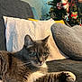 blanket, cat, christmas_tree, couch, cozy, feline, festive, gray_cat, green_eyes, holiday_decor, home, indoor, ornaments, pet, pillow, relaxed, resting, soft_texture, whiskers, white_fur