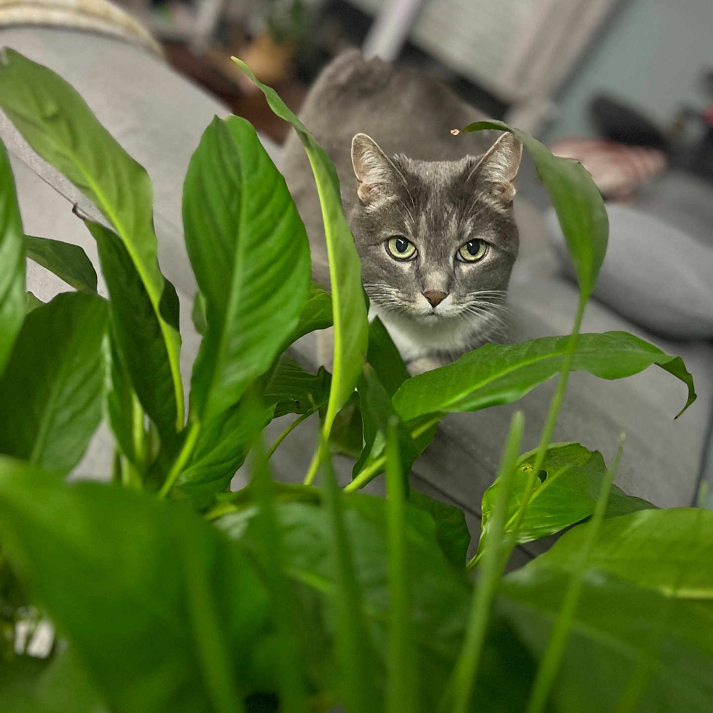 Guizou participe au concours pour gagner de l'argent avec cette photo : animal, cat, closeup, couch, cozy, curious, domestic, eyes, feline, fur, green_plant, grey_cat, home, houseplant, indoor, leaf, living_room, nature, pet, whiskers