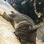 Guizou participe au concours pour gagner de l'argent avec cette photo : cat, gray_cat, white_rug, fluffy_rug, green_eyes, christmas_tree, ornaments, snowman_decoration, holiday, indoor, pet, relaxed, laying_down, feline, decorations, festive, cozy, domestic_animal, closeup, soft_texture