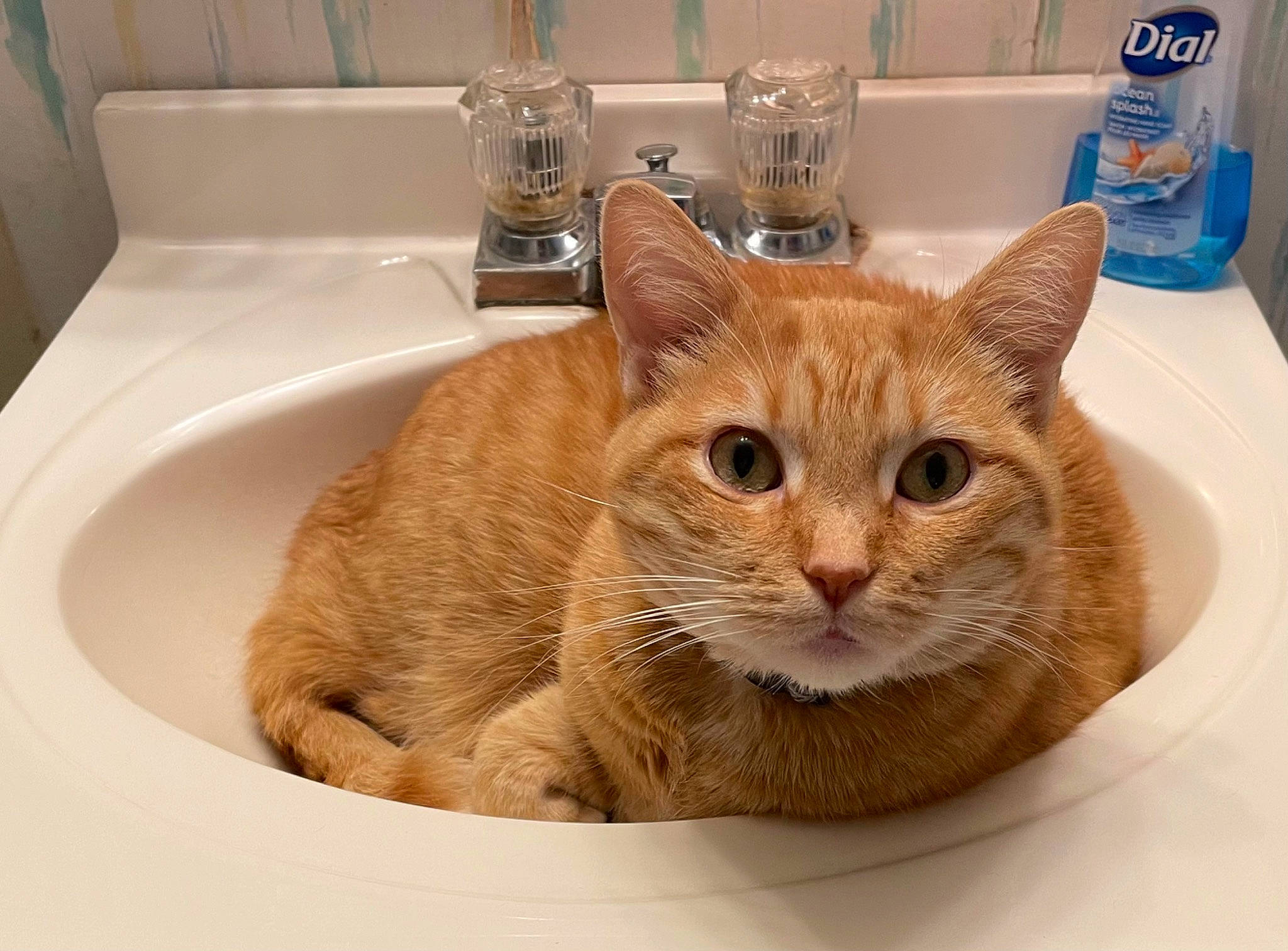 Sunny is registered to the contest to win money with this photo: bathroom, bottle, carnivore, cat, cat_supply, ceramic, domestic_short_haired_cat, fawn, felidae, fluid, fur, pet_supply, plumbing, plumbing_fixture, serveware, sink, small_to_medium_sized_cats, tap, water_bottle, whiskers