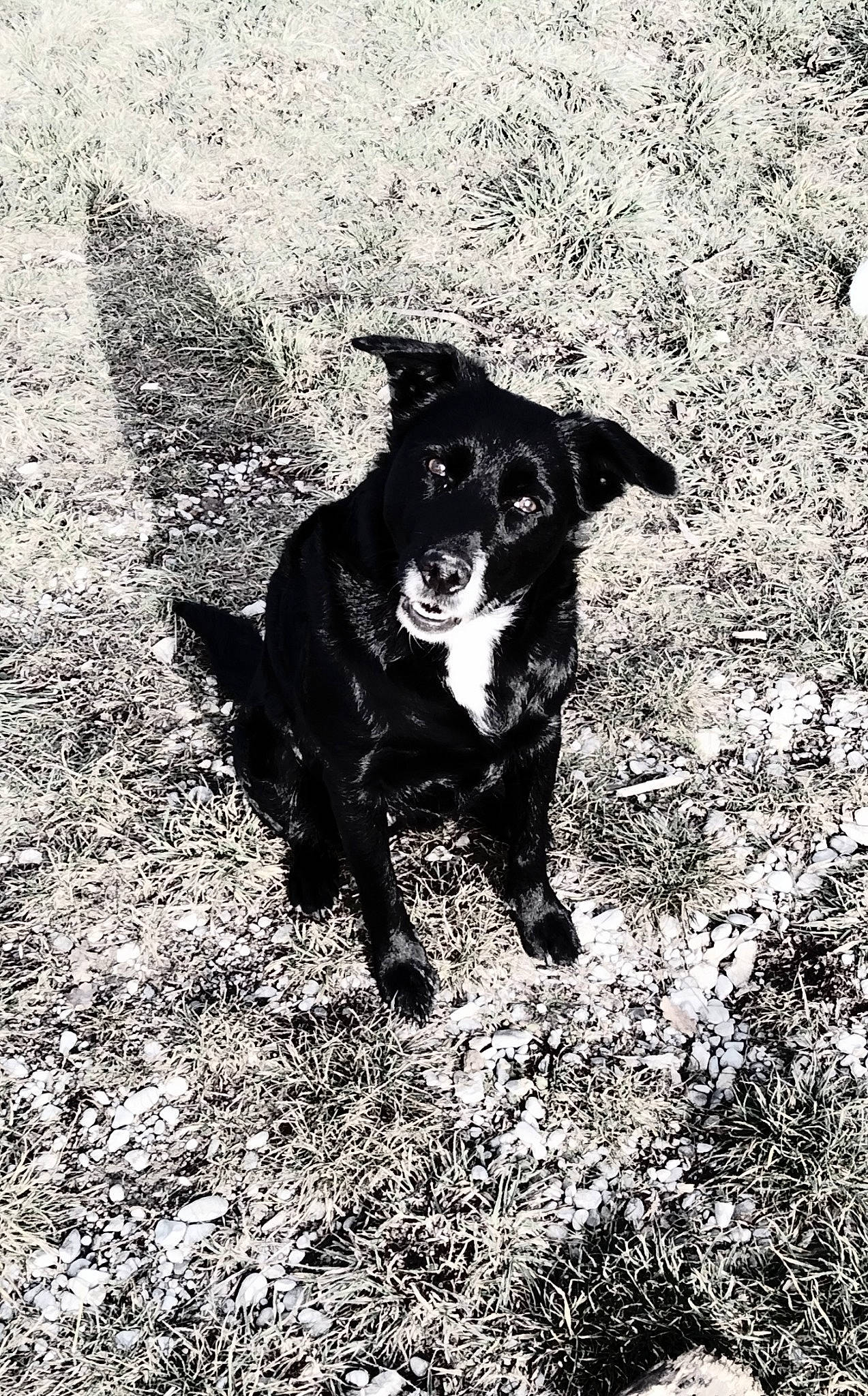 Bella a rejoint le concours — aidez-le/la à gagner de superbes lots ! black_and_white, canidae, carnivore, companion_dog, dog, dog_breed, fur, grass, monochrome, monochrome_photography, plant, snout, soil, sporting_group, tail, terrestrial_animal, tints_and_shades, tree, whiskers, working_animal