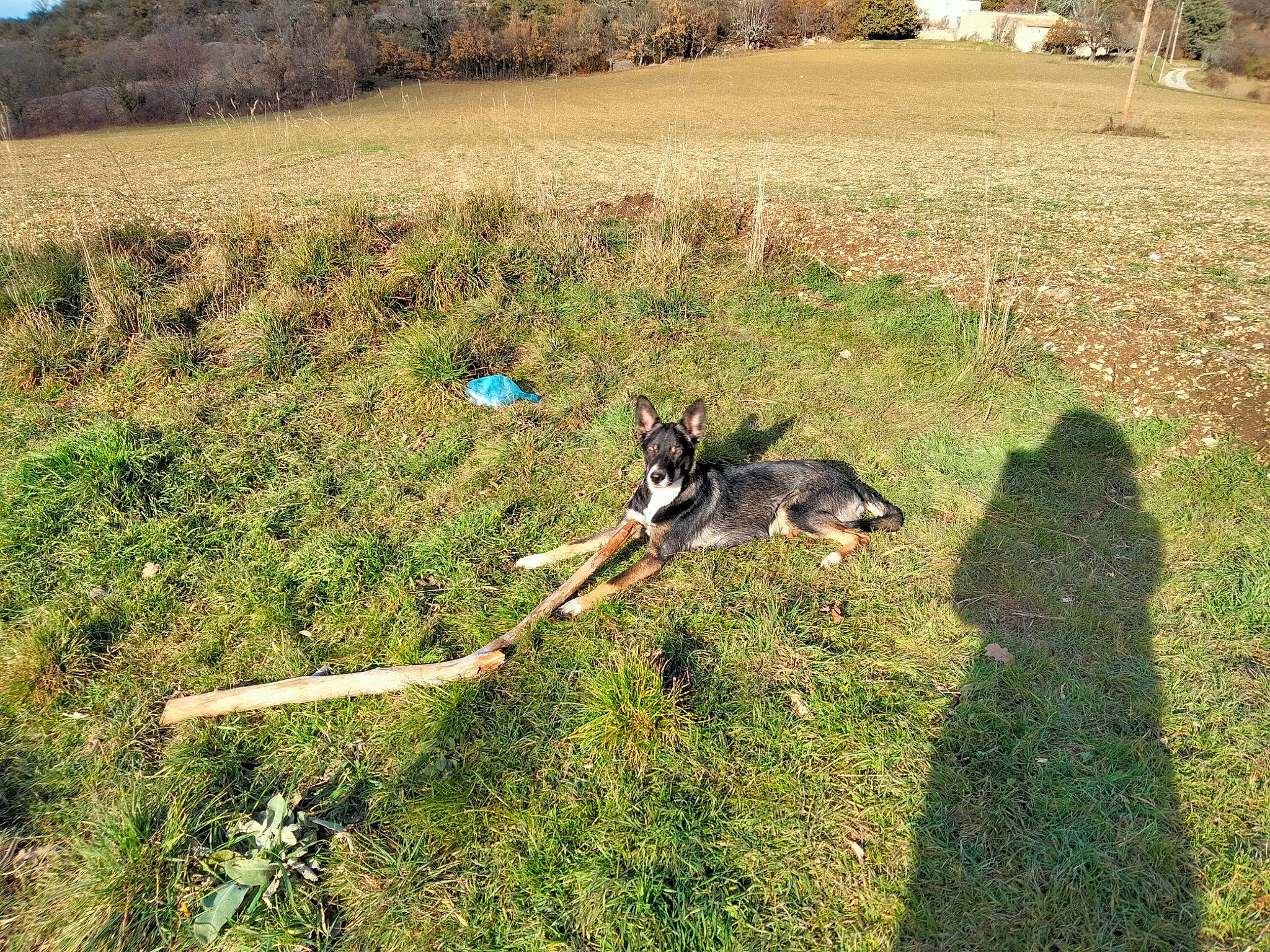 Zion participe au concours pour gagner de l'argent avec cette photo : biome, carnivore, dog, dog_breed, field, grass, grassland, landscape, leash, natural_landscape, pasture, plant, shrubland, slope, soil, sporting_group, tail, tree, wildlife, working_animal