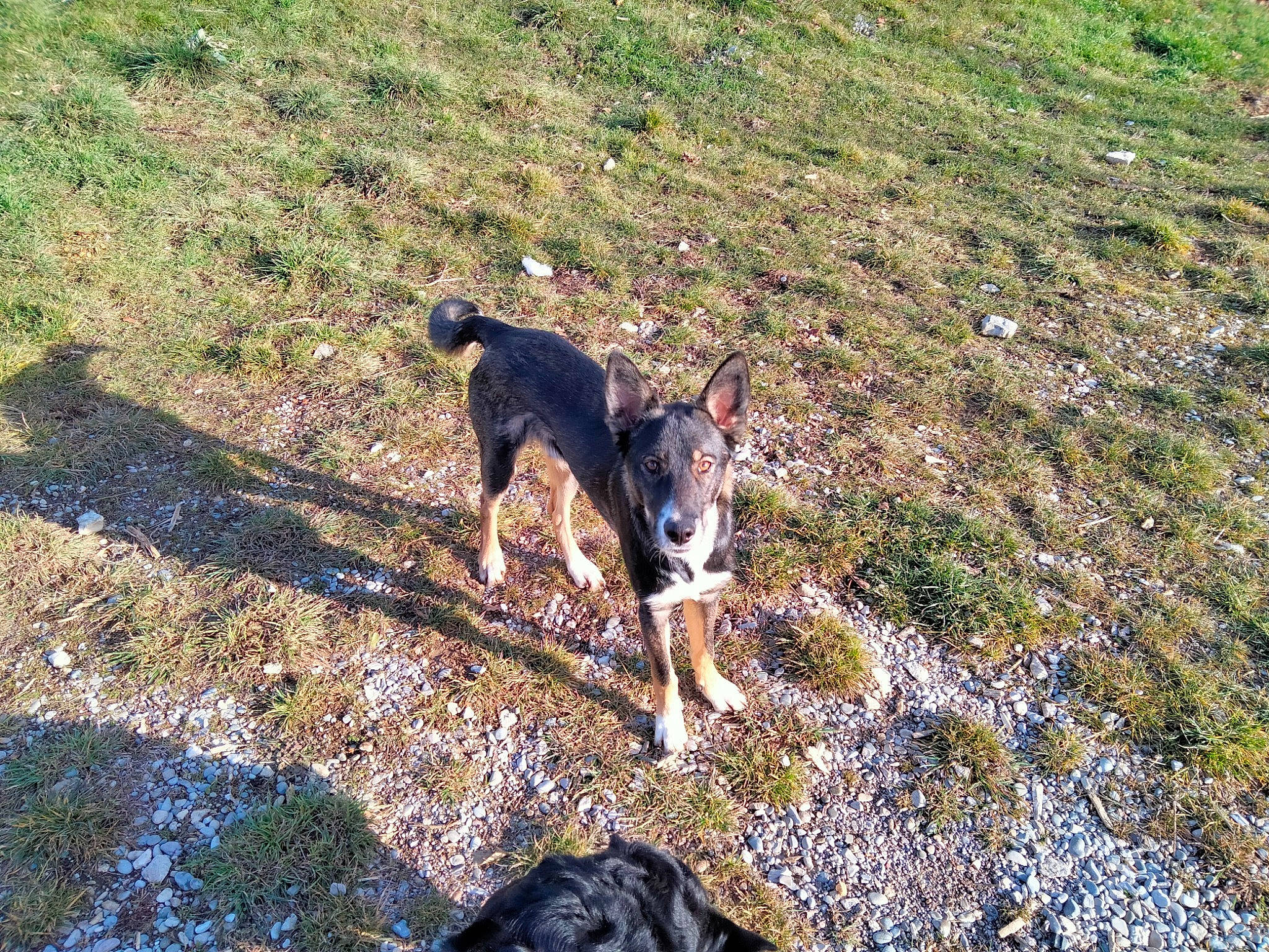 Zion participe au concours pour gagner de l'argent avec cette photo : carnivore, dog, dog_breed, dog_supply, fawn, grass, grassland, groundcover, herding_dog, hill, hunting_dog, landscape, pasture, recreation, rock, slope, soil, sporting_group, tail, working_dog