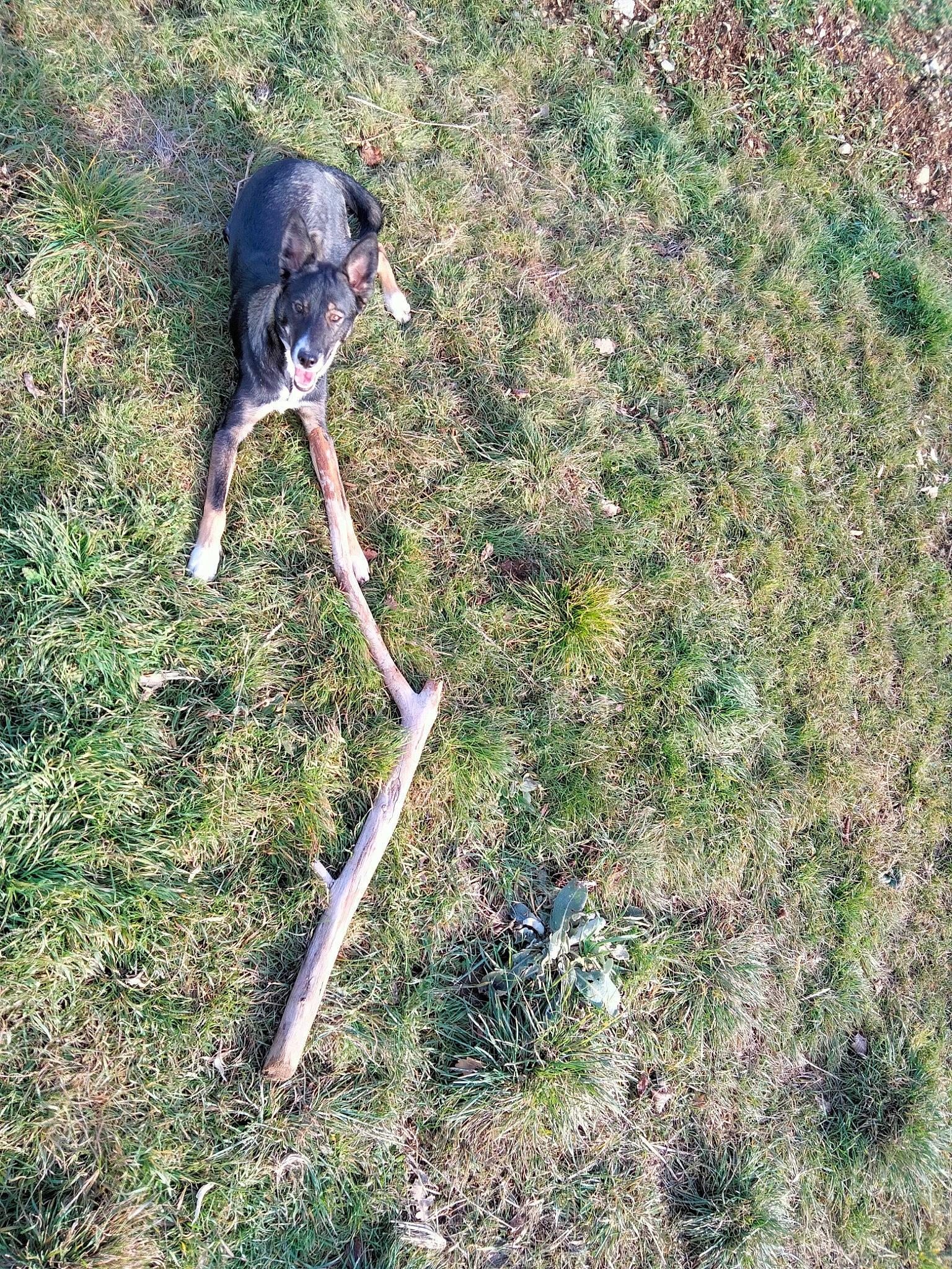 Zion a rejoint le concours — aidez-le/la à gagner de superbes lots ! beak, canidae, carnivore, dog, dog_breed, grass, grass_family, groundcover, hunting_dog, plant, recreation, shrub, shrubland, soil, sporting_group, tail, terrestrial_animal, wildlife, working_animal, working_dog