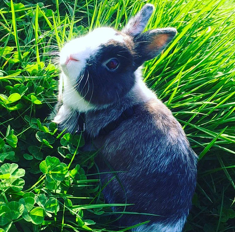 Dixi participe au concours pour gagner de l'argent avec cette photo : adaptation, domestic_rabbit, grass, grass_family, hare, organism, plant, rabbit, rabbits_and_hares, snout, terrestrial_animal, whiskers, wildlife, wood_rabbit