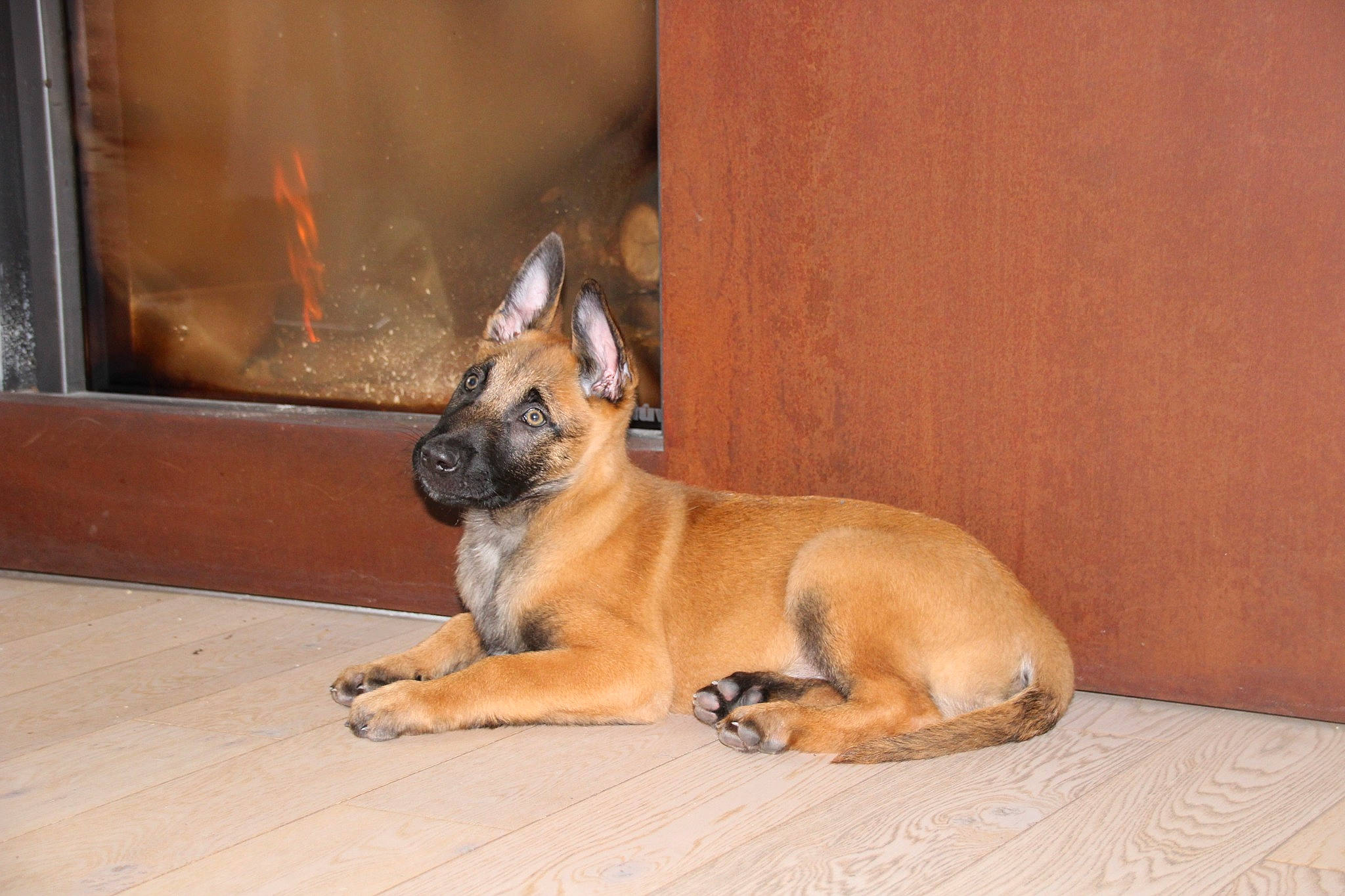 Jump participe au concours pour gagner de l'argent avec cette photo : ancient_dog_breeds, canidae, carnivore, claw, companion_dog, dog, dog_breed, door, fawn, hardwood, non_sporting_group, paw, snout, sporting_group, tail, terrestrial_animal, window, wood, working_animal, working_dog