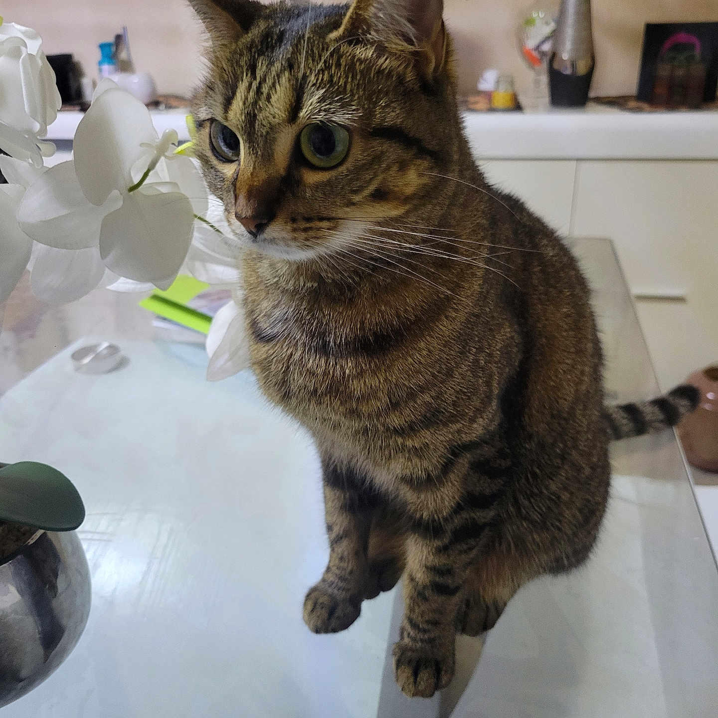 Sinba