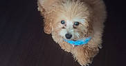 Bundles joined the competition — help win amazing prizes! adorable, animal, brown, canine, collar, cozy, cute, dog, domestic_animal, floor, fluffy, fur, indoor, light, looking_up, pet, puppy, shadow, small_dog, young_dog