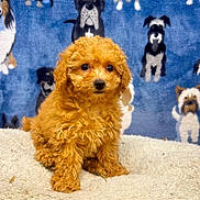 Bundles is registered to the contest to win money with this photo: puppy, dog, curly_fur, brown, cute, pet, animal, blanket, soft, fur, portrait, indoors, young, small, sitting, background, blue, illustration, cartoon, fur_texture