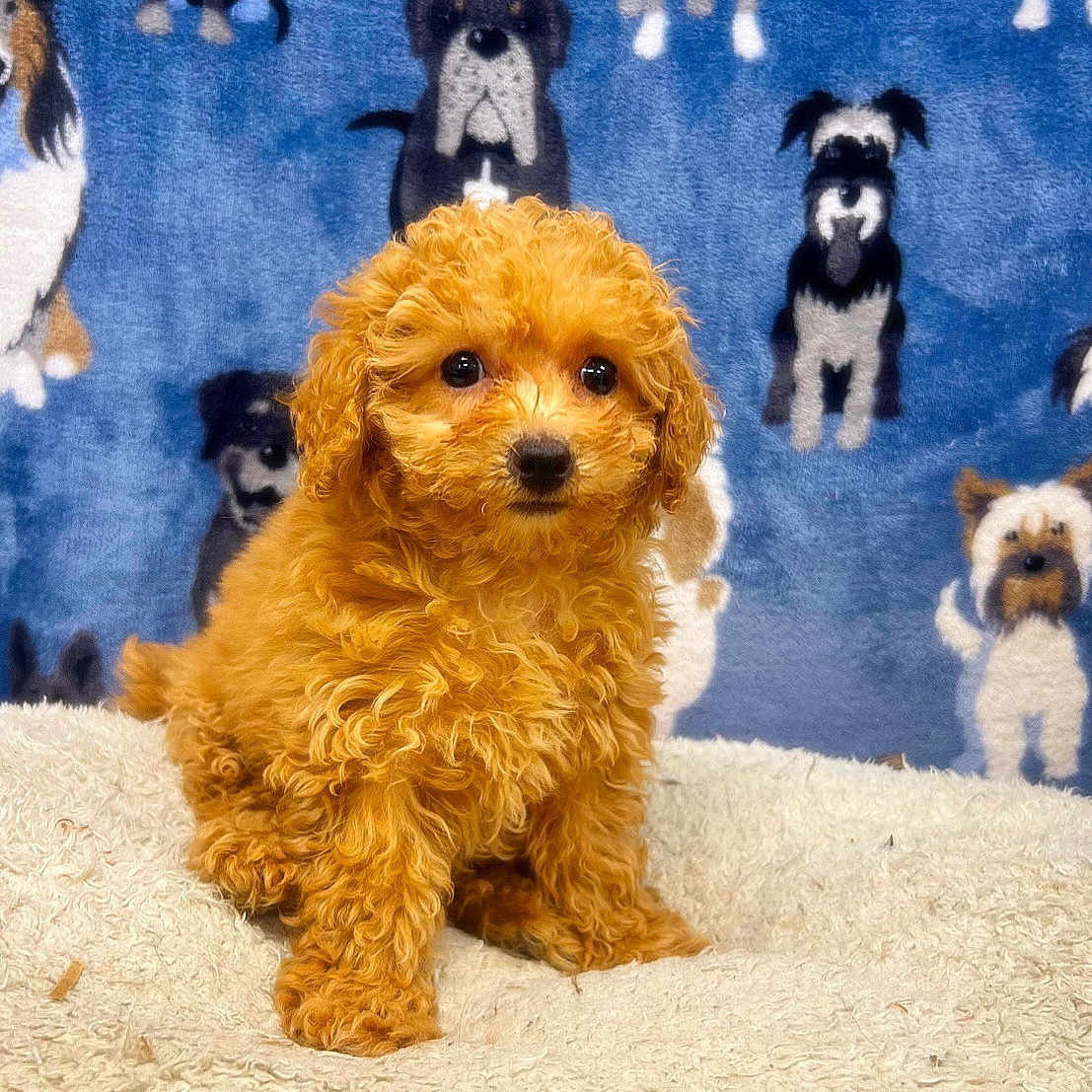 Bundles is registered to the contest to win money with this photo: puppy, dog, curly_fur, brown, cute, pet, animal, blanket, soft, fur, portrait, indoors, young, small, sitting, background, blue, illustration, cartoon, fur_texture