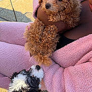 Bundles is registered to the contest to win money with this photo: animal, black_and_white_dog, casual, chair, cuddling, curly_fur, cute, dog, friendly, furry, holding, interaction, outdoor, person, pet, pink_clothing, puppy, sitting, sunlight, warm