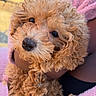 Bundles joined the competition — help win amazing prizes! adorable, animal, brown, closeup, companion, curly_fur, cute, cute_pet, dog, fluffy, friendly, hand, mammal, outdoor, person, pet, pink_clothing, portrait, snout, soft_texture