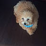 Bundles is registered to the contest to win money with this photo: adorable, animal, brown, canine, collar, companion, cute, dog, domestic_animal, floor, fluffy, fur, indoor, looking_up, pet, puppy, sitting, small_dog, wooden_floor, young_dog