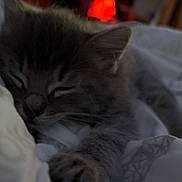Smokey joined the competition — help win amazing prizes! kitten, sleeping, cat, bed, blanket, paw, fur, cozy, indoor, soft, cute, resting, warm, comfort, animal, feline, domestic, pet, snuggled, relaxed
