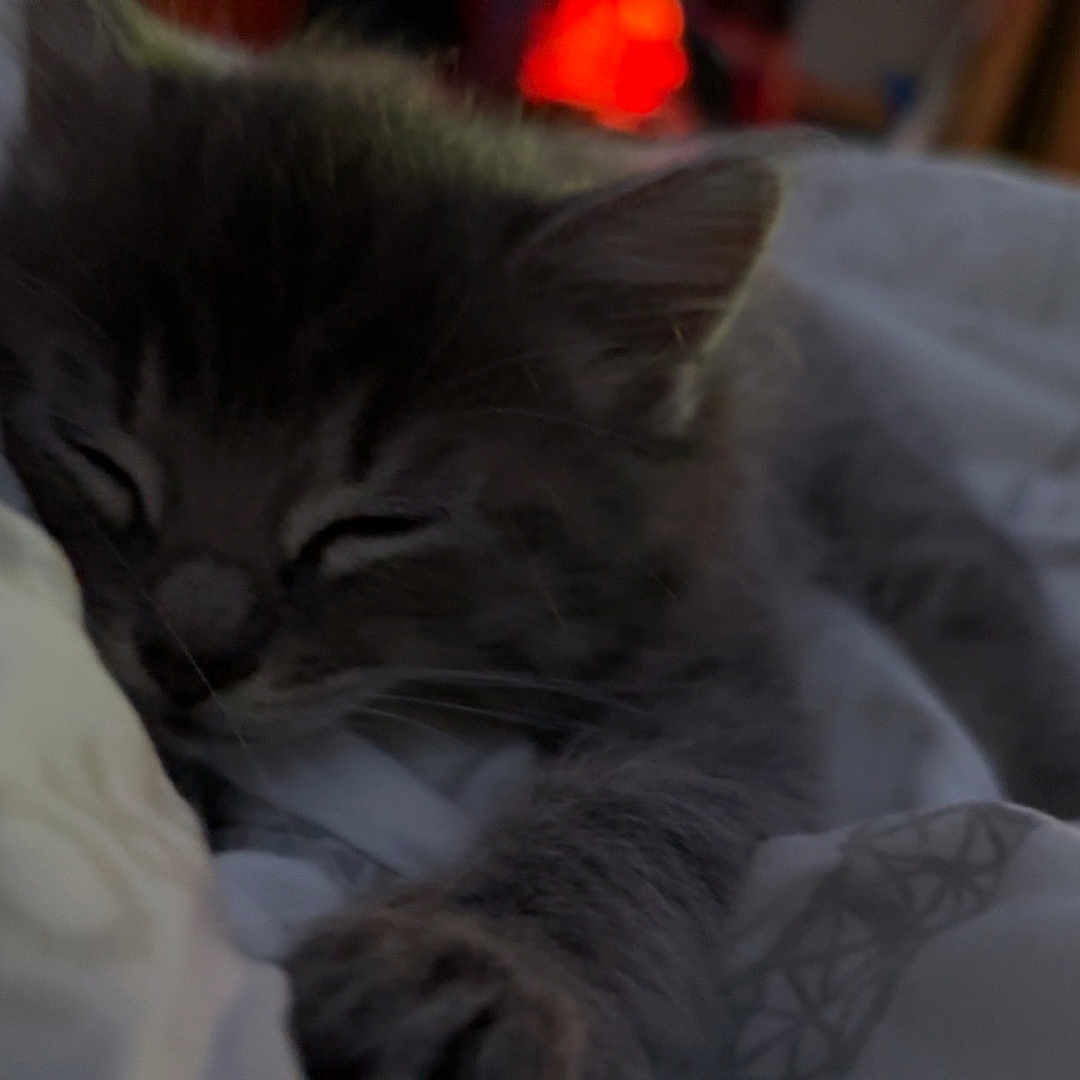 Smokey joined the competition — help win amazing prizes! animal, bed, blanket, cat, comfort, cozy, cute, domestic, feline, fur, indoor, kitten, paw, pet, relaxed, resting, sleeping, snuggled, soft, warm