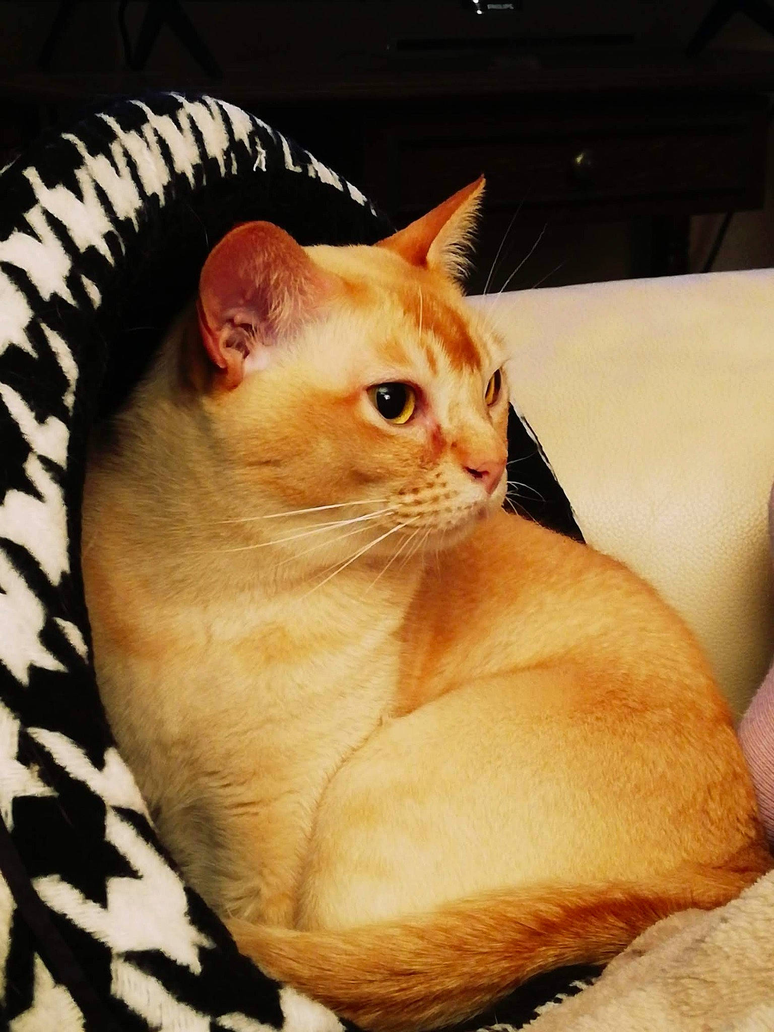 Ogham participe au concours pour gagner de l'argent avec cette photo : carnivore, cat, cat_supply, claw, comfort, domestic_short_haired_cat, fawn, felidae, fur, paw, peach, pet_supply, sitting, small_to_medium_sized_cats, tail, whiskers, window, wood