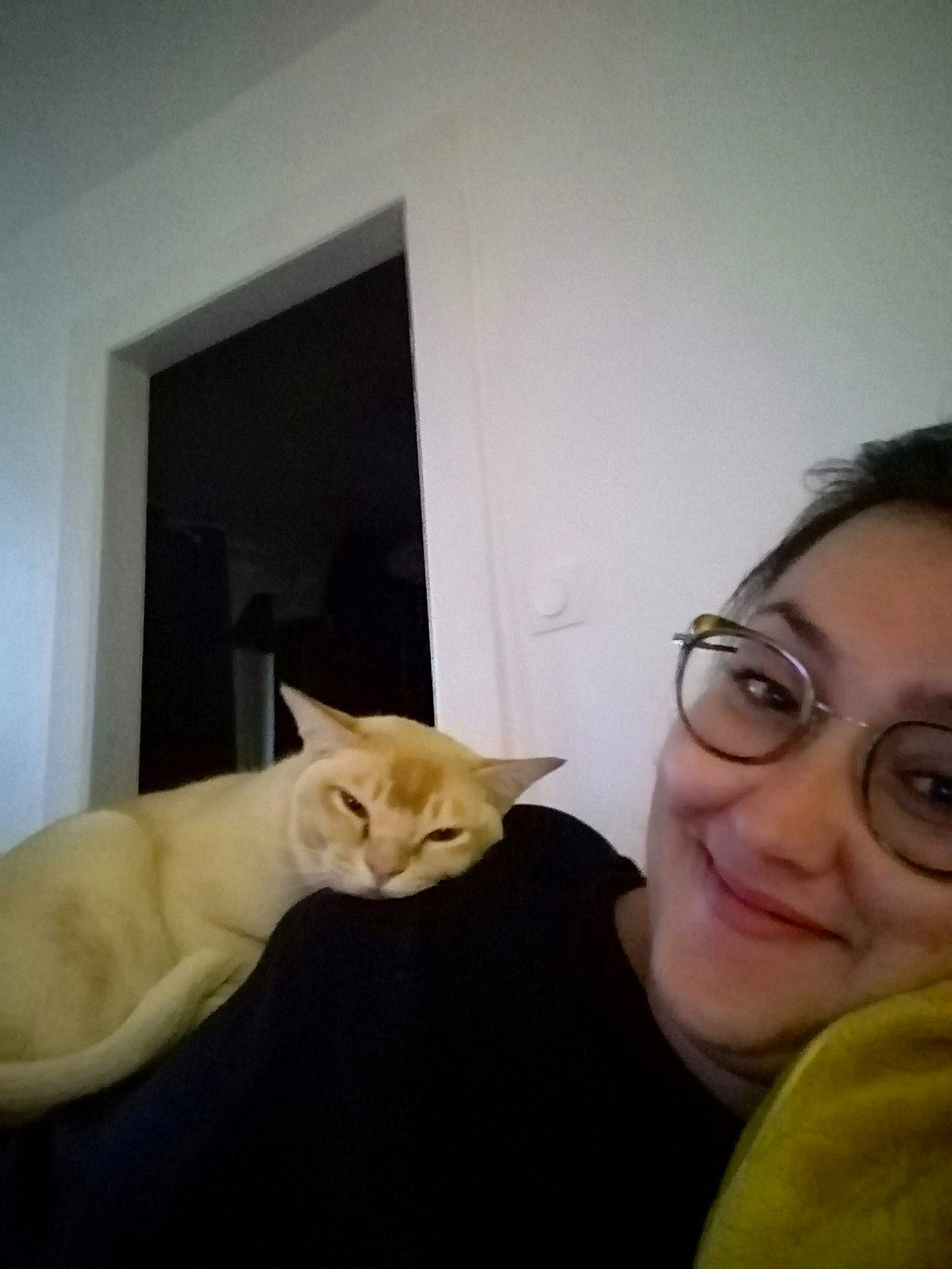 Ogham a rejoint le concours — aidez-le/la à gagner de superbes lots ! carnivore, cat, comfort, domestic_short_haired_cat, ear, eyewear, fawn, felidae, fur, gesture, glasses, happy, nose, organ, small_to_medium_sized_cats, smile, tail, vision_care, whiskers, wood