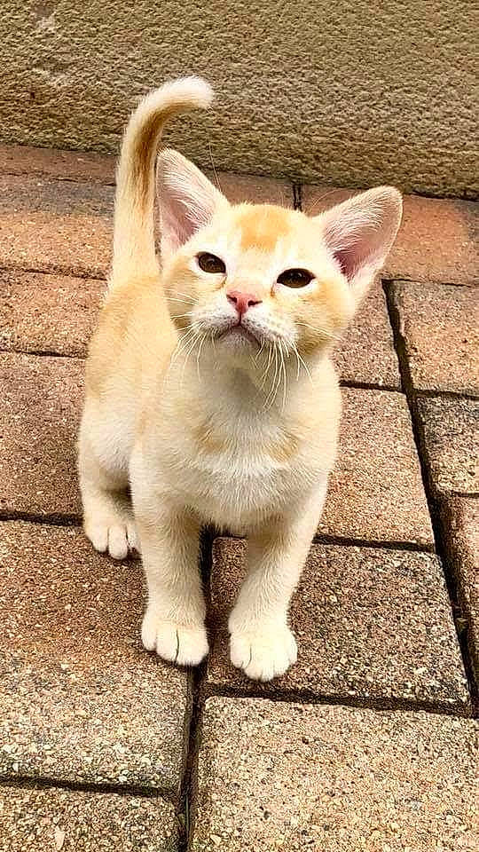 Ogham participe au concours pour gagner de l'argent avec cette photo : carnivore, cat, claw, collar, domestic_short_haired_cat, fang, fawn, felidae, fur, paw, small_to_medium_sized_cats, snout, tail, terrestrial_animal, whiskers, wildlife, wood